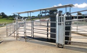 Herd Management - years of experience to help optimise your herd heath - ABC Milking Solutions