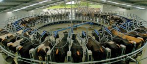 Dairy Milking Specialists to help with your Business - Call ABC Milking Solutions for a no obligation consultation!